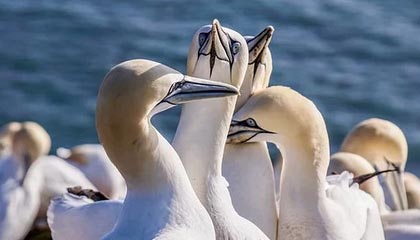 巨野伴游，定制QQ：3494206190微信：act1322